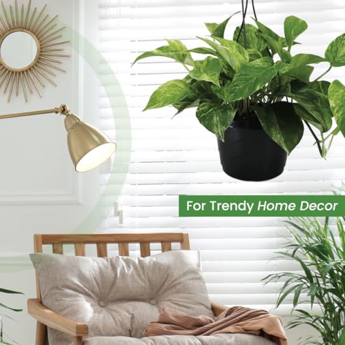 Image of American Plant Exchange Marble Queen Pothos - Live 8-Inch Hanging Basket, Easy-Care Air Purifying Trailing Vine, Fast-Growing Houseplant for Hanging Planters, Shelves & Indoor Home or Office Decor