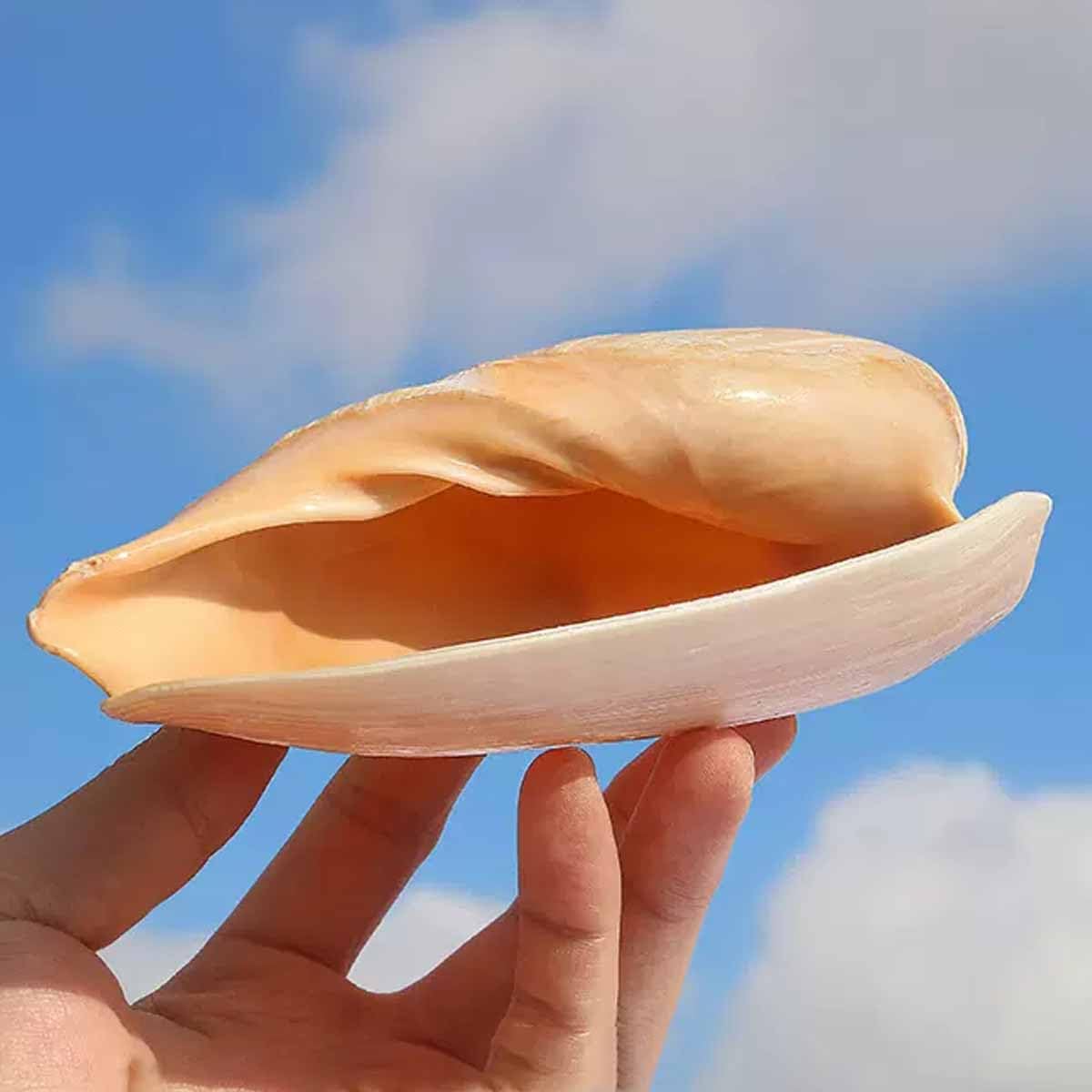 muszle, 10~15 cm dekoracja akwarium dla ryb kreatywny dom, 11~12