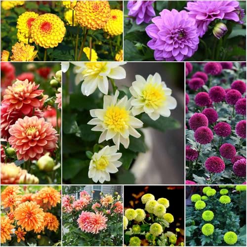 semillas de dalia resistentes - jardín de semillas prado perennes resistentes, jardín,dalia 40pcs