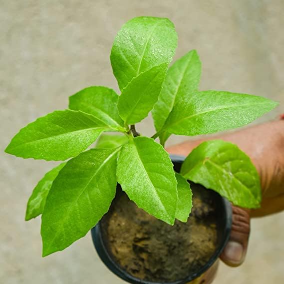 Questa Nursery Gynura Plant (Gynura aurantiaca) (B0D9VQVMCX) Amazon Price History, Amazon Price Tracker