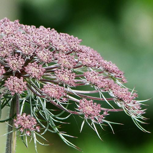 Plant World Seeds - Daucus Carota Subsp. Maximus Seeds (Perennial Flower Seeds)