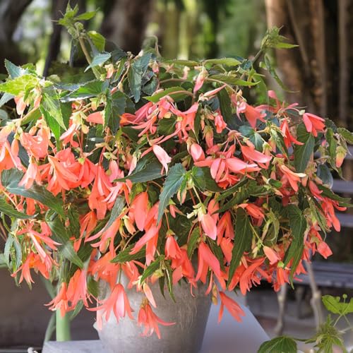 Bulbi di BEGONIA | Bulbi provenienti dai migliori produttori Olandesi | Esclusiva selezione e controllo qualità | Fioritura garantita dal primo anno. (1 Bulbo di Begonia BOLIVIENSIS COPPER BLOSSOMS)