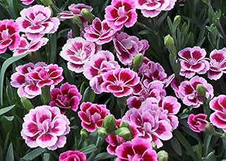 Dianthus Pink Kisses in a 10.5cm Pot - Perennial Carnation Dianthus Plant Ready to Plant.