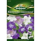  Quedlinburger Saatgut Kletterndes Löwenmaul Samen