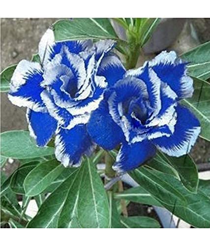 See full amazon price history chart for S.K Shop Adenium Live Plant with Beautiful Flower Plants (Color: Blue) S.K Shop Adenium Live Plant with Beautiful Flower Plants (Color: Blue) (B0BJW8HDZZ) Amazon Price History, Amazon Price Tracker