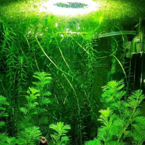 Mainam 2 Different Elodea Densa Hornwort Tropical Freshwater Live Aquarium Plant Decorations 3 Days Buy2Get1Free thumb #3
