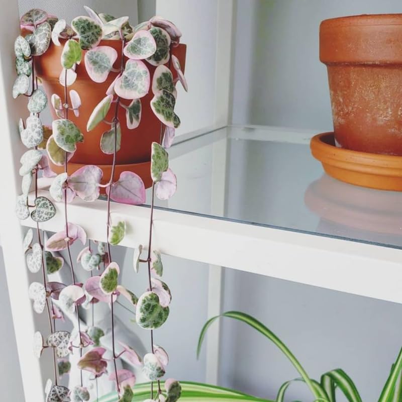 Miniatura 9 de Ceropegia Woodii Variegada Cadena de Corazones Planta Viva, Enredadera Suculenta Trepadora, Rara Planta de Interior Viva en Maceta