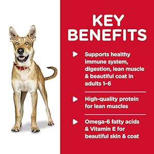 Hills Science Eating Regimen Grownup 16 Grownup 16 Premium Diet Moist Canine Meals Beef  Greens Loaf 13 Oz Can Case of 12  Cucciolini Doodles Hills science eating regimen grownup 1 6 grownup 1 6 premium diet moist canine meals beef  greens loaf 13 oz can case of 12   cucciolini doodles