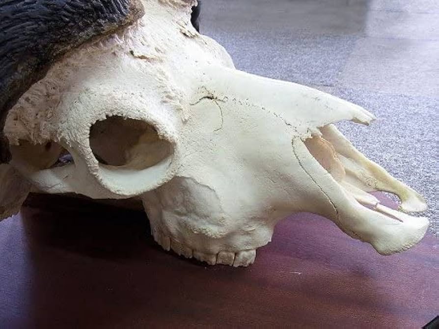 希少　バッファロー　ボーン　骨 164228734_o4.jpg?