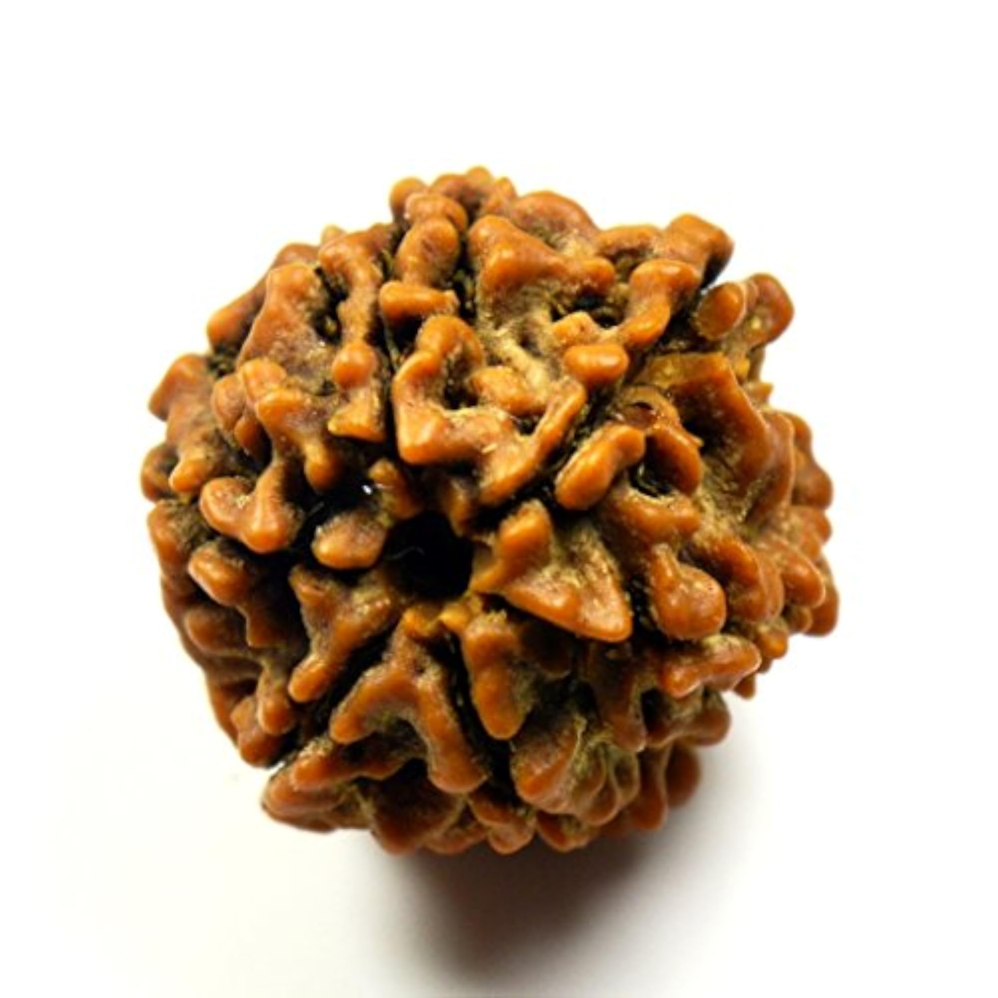 Natural 6 Mukhi Nepali Rudraksha Bead, Wholesale
