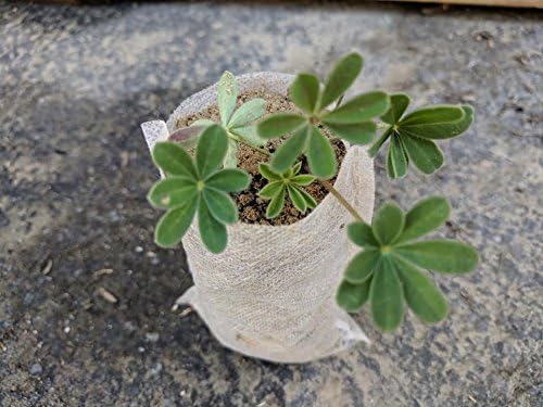 100pcs 13 x 15 Eco-Friendly Aeration Fabric Pots/Nursery Fabric Plant Grow Bags (40 GSM, Non-Woven, White)
