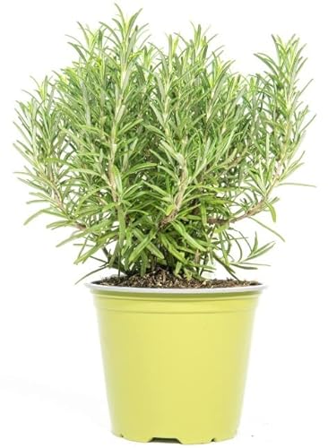 Romero Natural Planta de Uso Culinario