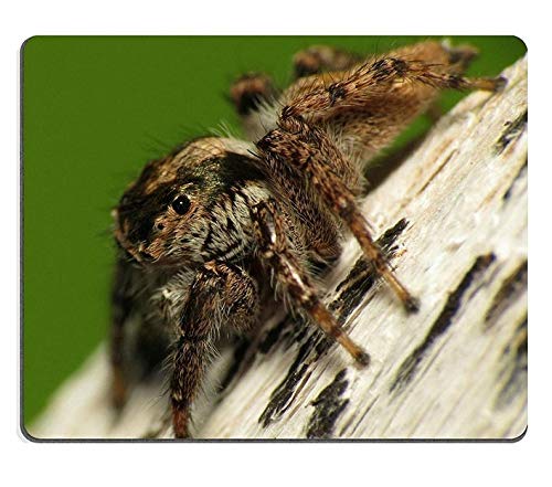 }EXpbhQ[p}EXpbhJumping Spider Natural Rubber Material