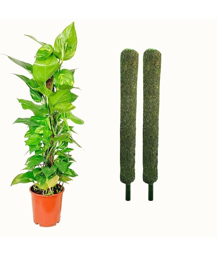 See full amazon price history chart for VK HORE Plant Support Moss Stick Green Grass Pole for Plants Support, Support Stick for Money Plant, Climbing Indoor Plants | 2 ft, (Pack of 2) VK HORE Plant Support Moss Stick Green Grass Pole for Plants Support, Support Stick for Money Plant, Climbing Indoor Plants | 2 ft, (Pack of 2) (B098LL3HKY) Amazon Price History, Amazon Price Tracker