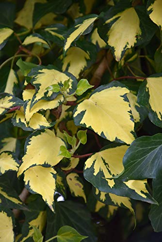 Carbeth Plants Hedera Ivy Climbing 'Goldheart' x3 Plants in 9cm Pots