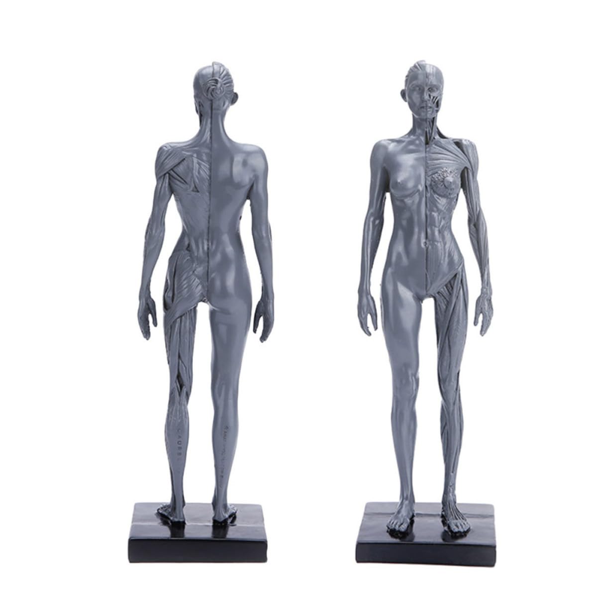 HEMOTON Modèle Anatomique Musculaire en Résine Haute Précision pour Enseignement, Accessoire Éducatif du Corps Humain pour Activités Célébratives