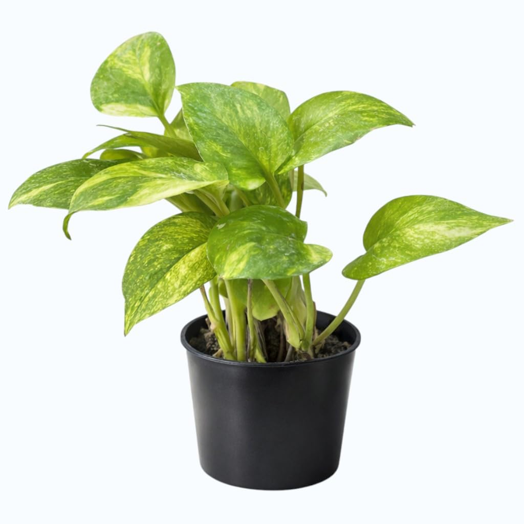 Money Plant Indoor Live Creeper | Devil’s Ivy Golden Pothos in Designer Pot | Lucky Feng Shui Plant for Home,Office & Balcony Decor |Low Maintenance Bedroom, Living Room,& Table M85-image-25