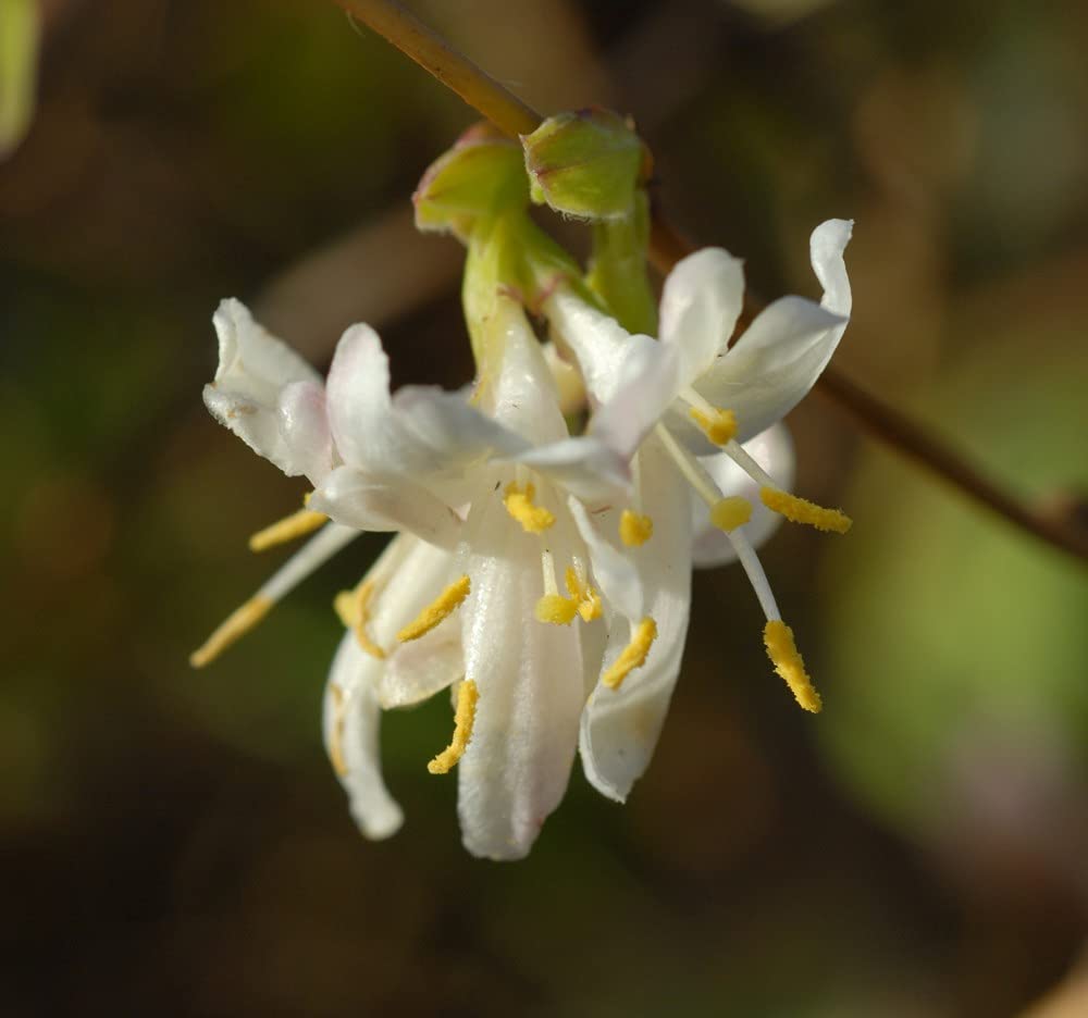 Lonicera Honeysuckle Purpusil Winter Beauty Garden Plant Hardy Shrub Flowering Garden Plants Easy to Grow Your Own 1x 9cm Potted Plant by Thompson and Morgan