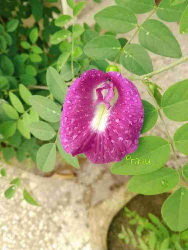 Pink Aparajita Flower Seeds Pack of 30 With Added Growth Hormone Booster (B0CS3T1ZPN) Amazon Price History, Amazon Price Tracker