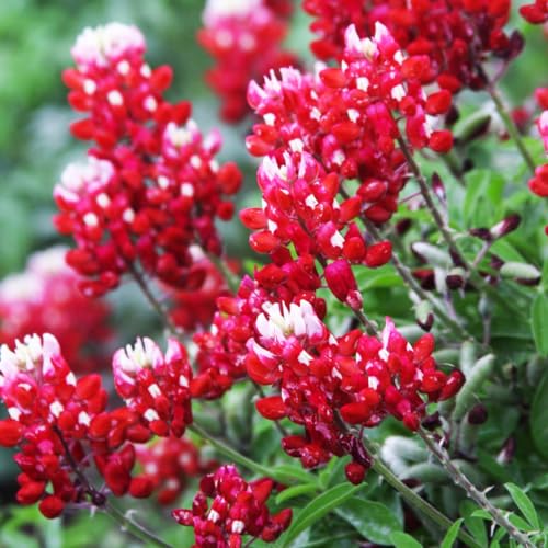 1000+ Perennial Red Texas Bluebonnet Seed-Texas Lupine Flower for Planting Grow in Garden Home Heirloom