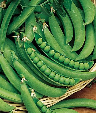 Indica PEAS Imported OS-10-1KG Seeds Pack Super Quality for Professional Growers