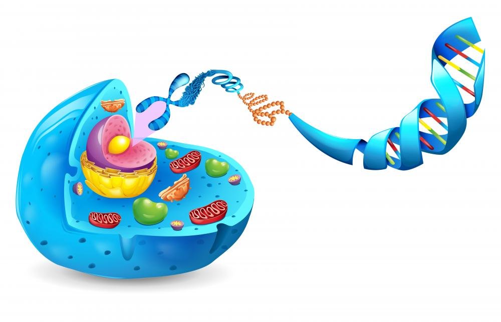 Citric Acid Granular, USP, Anhydrous, 1 lb.