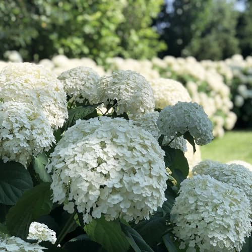 Incrediball Hydrangea Perennial - Huge Flowers - 4 Pot - Proven Winners
