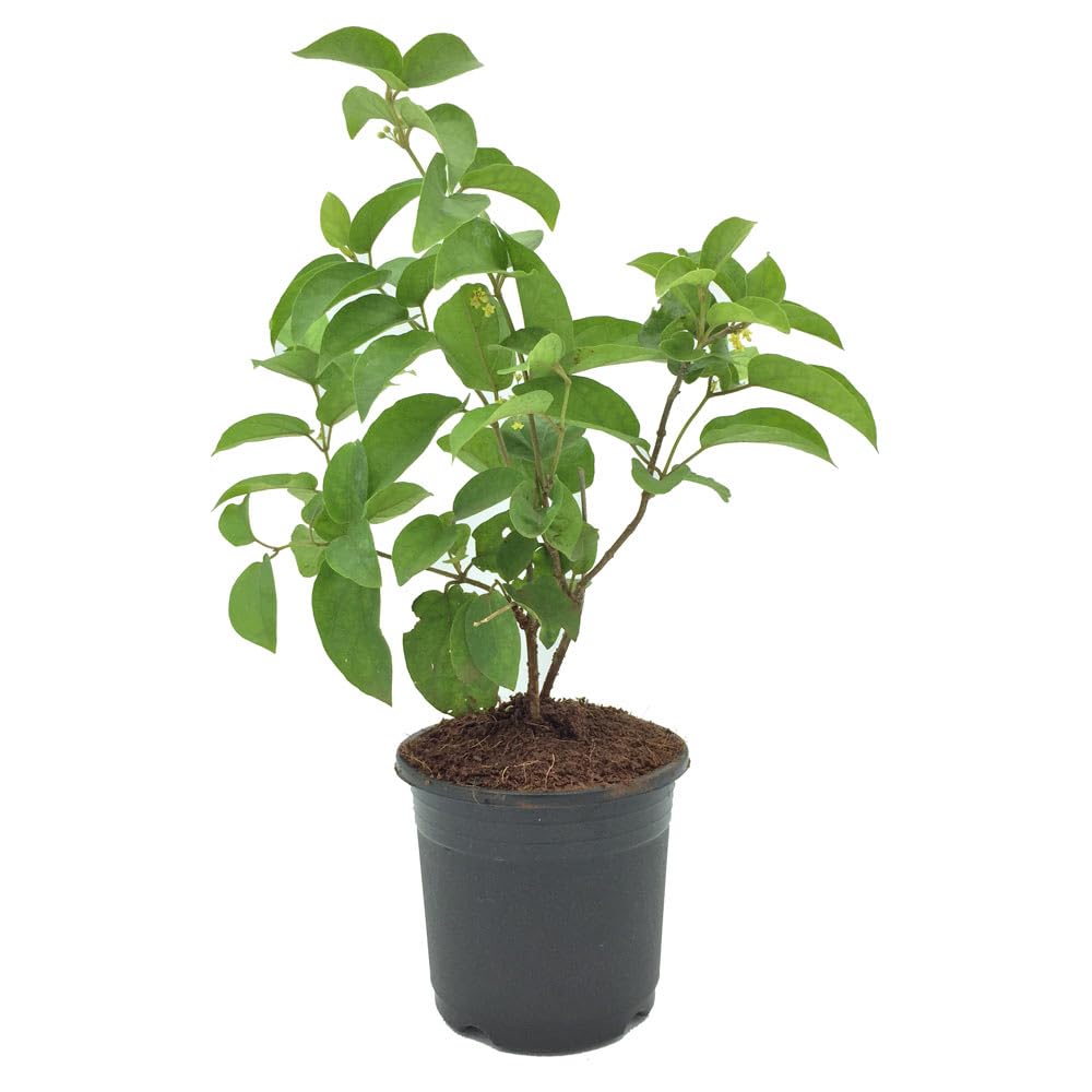 Gymnema Sylvestre Live Plant (Gurmar), Sugar Control Medicinal Herb, Set of 1 No Pot Indoor/Outdoor-image-36