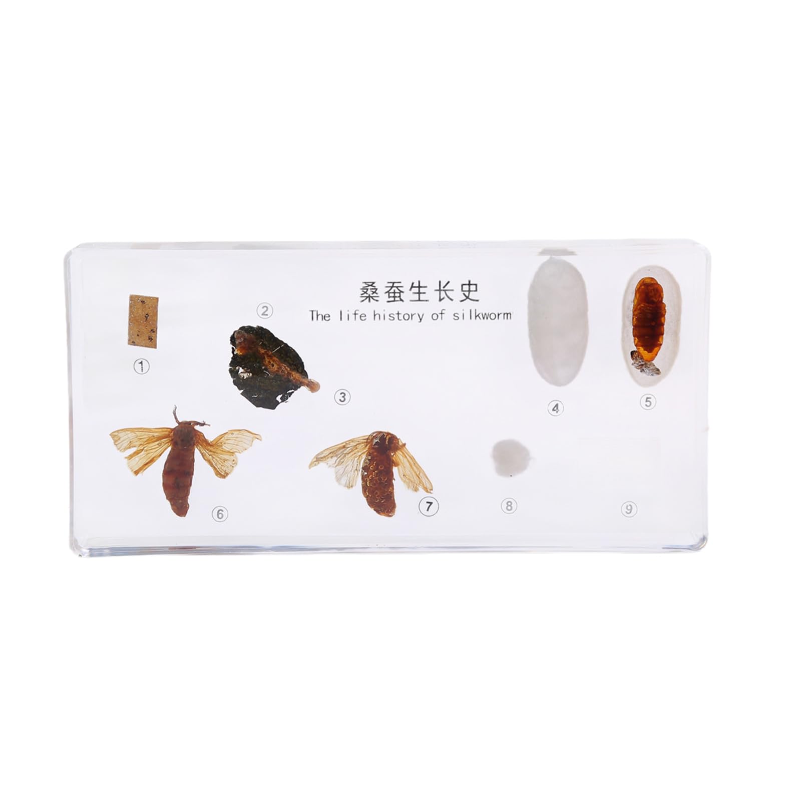 Specimen di Resina del Ciclo di Vita Reale degli Insetti, Fermapenne da Scrivania, Modelli di Tassidermia per l'Educazione Scientifica,Silkworms