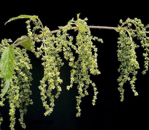 200 Seeds Stinging Nettle Urtica Dioica (Common, California, Bull Nettle) Flower jodcw (Seeds)