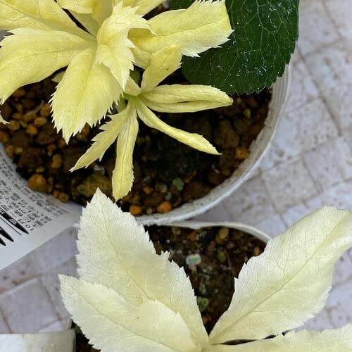 Amazon.co.jp: クリスマスローズ・ガーデンハイブリッドシリーズ 月白