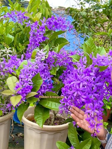 Image of Vine Cutting Rare Sandpaper /Nlimoni Lata Flower Outdoor Balcony Cllimbeing Tree Plant For Home Garden pack of 1 (Without Pot)