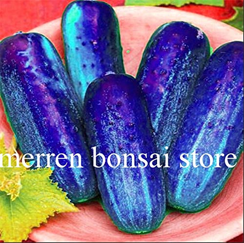 Bloom Green Co. Bonsai de Pepino 200 Piezas Japonã©s Raro Pãºrpura ...