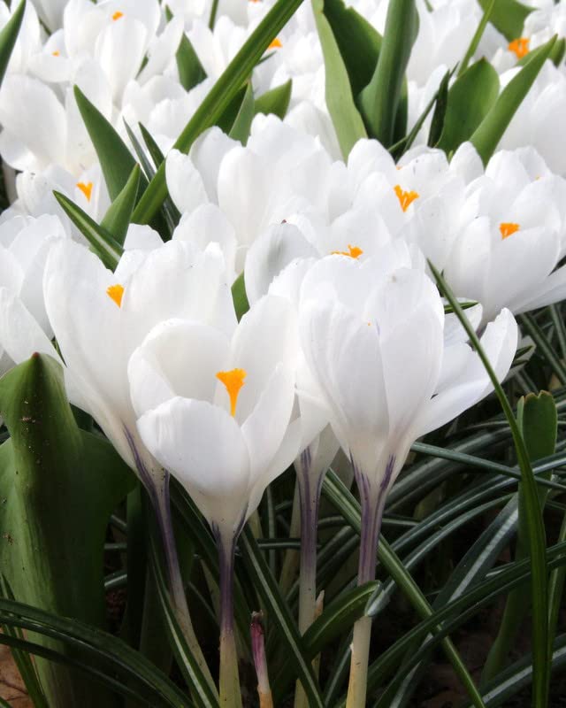 Image of IMP. Saffron | Crocus Excellent Quality Flower Bulbs for Attractive Aromatic Flowers Home Outdoor Gardening Plants Flowering Bulbs (pack of 12, Jeanne d'Arc)