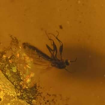 Amazon | ZA0341虫入り琥珀化石 ミャンマー カムティかタナイ産