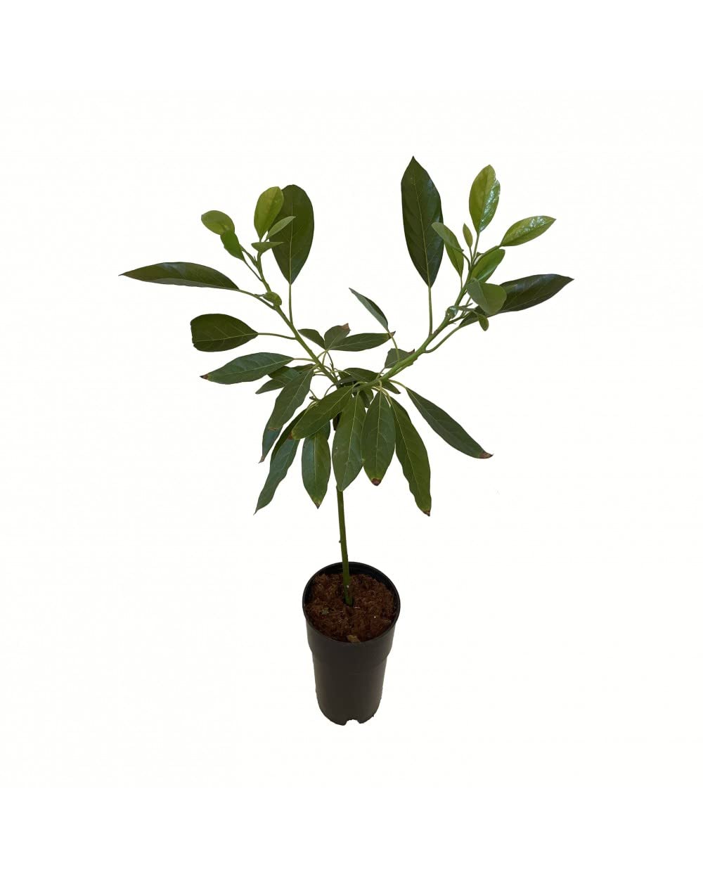 Aguacatero Planta Tropical Que Genera Frutos en Temporada Persea Americana