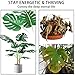 CROSOFMI Artificial Monstera Deliciosa Plant 37