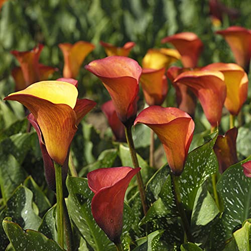 bulbi di calla - Zantedeschia aethiopica - balcone resistenti esterno tappezzanti esotiche 4pcs