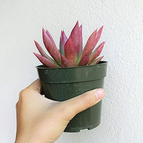 Miniatura 3 de Echeveria Agavoides Lápiz Labial Borde Rojo Suculenta (4 pulgadas)