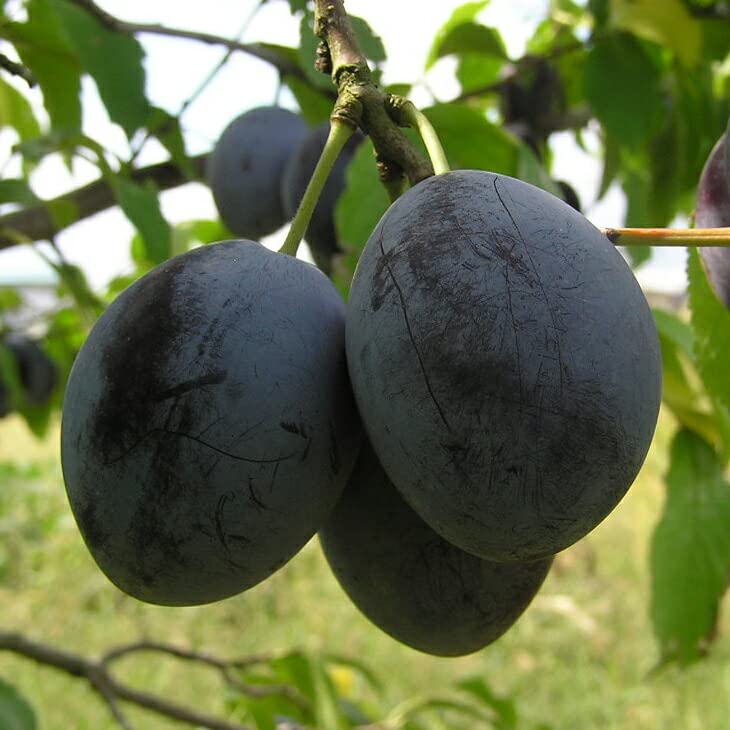 シュガー プルーン苗木 【公式通販】