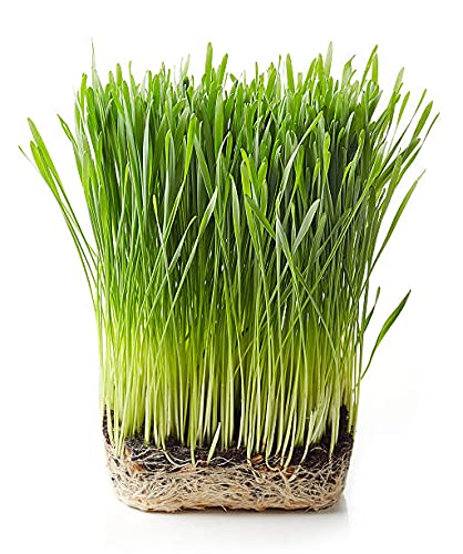 WHEATGRASS Microgreen Seeds By Grewery Farm LLP | 50gm | Open Pollinated | 90% Germination | Non Treated Seeds | Non GMO Seeds | Airtight Packaging (B09CLNBNM5) Amazon Price History, Amazon Price Tracker