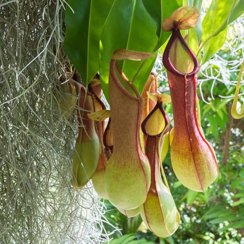 Semillas de plantas de jarra Nepenthes - Semillas de plantas carnívoras, plantas de interior aptas para gatos, plantas de jardín plantas de interior Salón decorativo moderno, plantas 25pcs