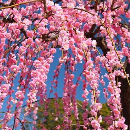 Amazon | 花梅 苗 【ピンク花 しだれ梅 藤牡丹 （ふじぼたん