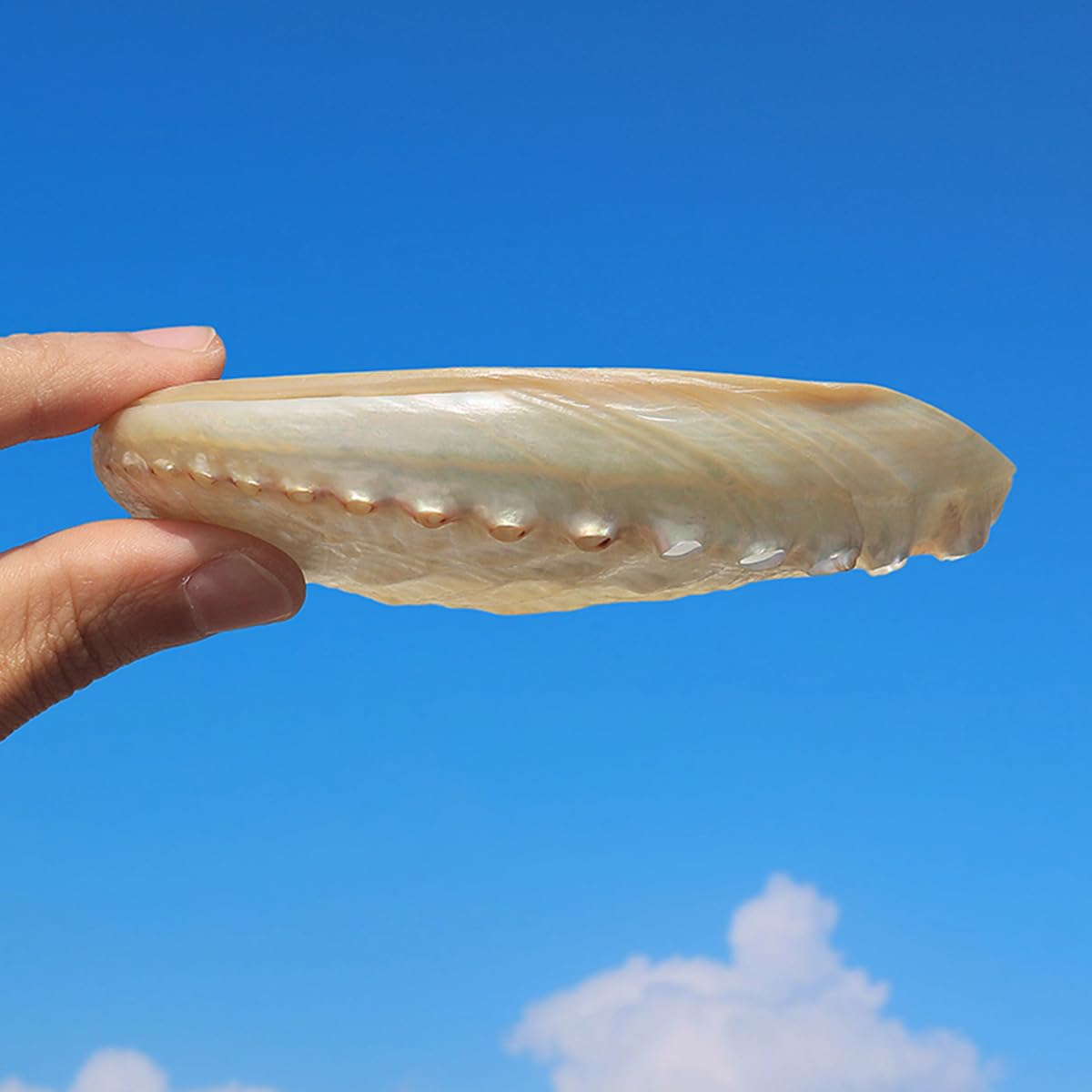 Conchas de Cangrejo ermitaño, Concha de Caracol Conchas Marinas Conchas Grandes Concha de abulón Grande con Textura Blanca(12/13cm)