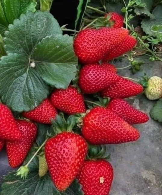 Indian Big size strawberry live plant Pack of 1 (B0D5R6VQPF) Amazon Price History, Amazon Price Tracker
