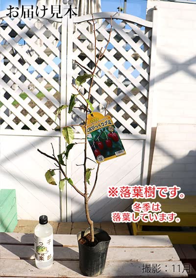 Amazon.co.jp: 大実グミの木『びっくりグミ』13.5cmポット苗木