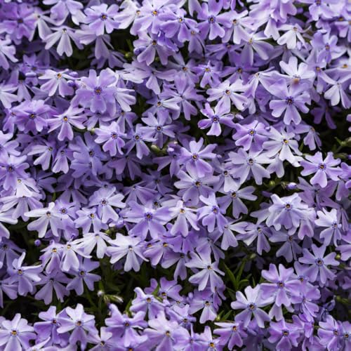 Phlox subulata 'Emerald Cushion Blue' – Prolific Ground Cover with Pale Mauve Flowers, Ideal for Rockeries and Gravel Gardens, Hardy Evergreen Perennial - 1x 1 Litre Pot by Thompson & Morgan