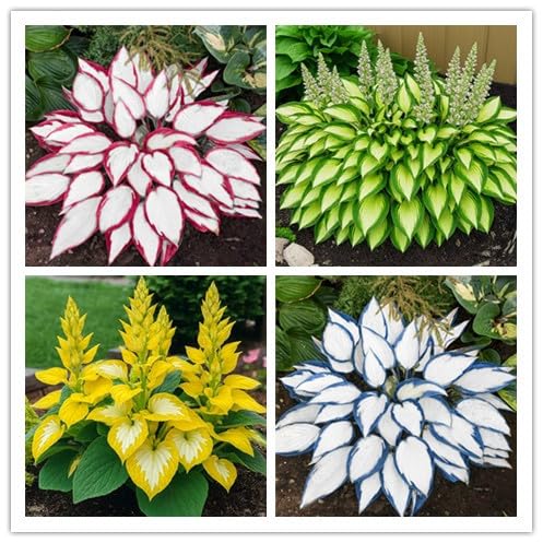 100+ Hosta Seeds for Planting Outdoors, Mixed Color Rare