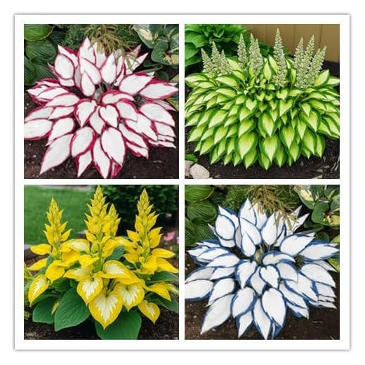 100+ Hosta Seeds for Planting Outdoors, Mixed Color Rare Perennial Flower Seeds, Shade Loving Hosta Plants for Garden Beds, Containers, Patios