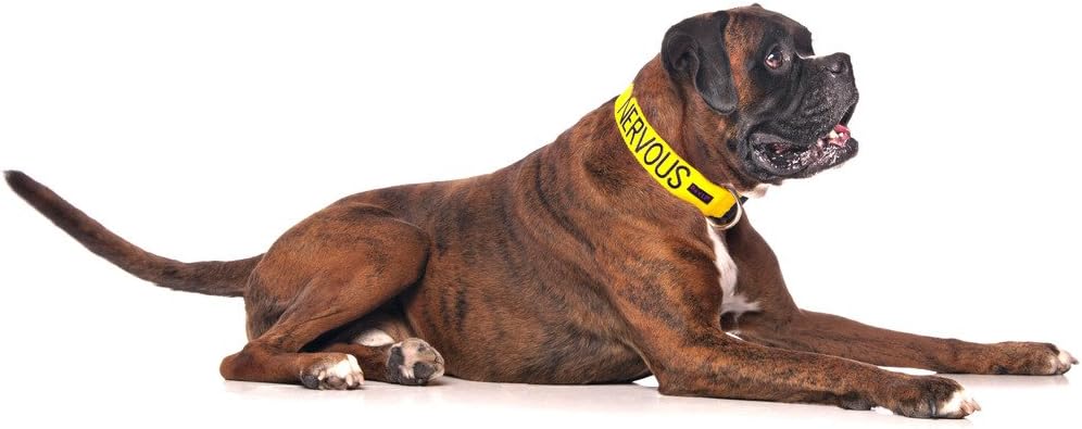 Nervous (Give Me Space) Yellow Colour Coded S-M L-XL Dog Collars Prevents Accidents by Warning Others of Your Dog in Advance (L-XL)